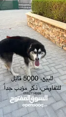  7 Husky هسكي ذكر،