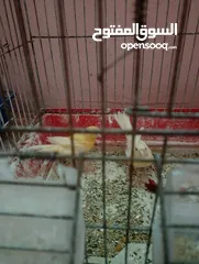  5 كنار للبيع