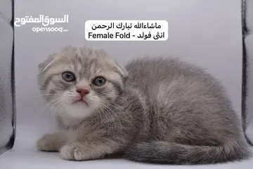  12 سكوتش كيتن فولد وستريت الوان مميزه ليلك ومشمشي وغيرها 15 كيتن