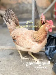  2 متاح افراخ فري ومطوك وندراوي خط اول