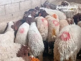  6 نبدأ بصلاة عل رسول الله - عرووووض  -عرووووض عروووض-  بمناسبة عيد الاضحى المبارك