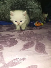  14 القطط الصغيره عمرهااا 2 شهرين ..القطط الكبيره عمرها 8شهور .. القط الاحمر سنه و3شهور