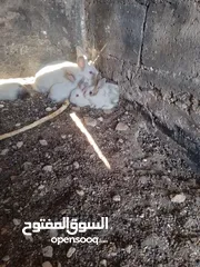 5 ارانب نخب للبيع