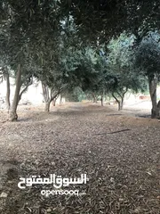  4 مزرعة مع فيلا ومسبح للبيع او البدل في فلل المسرة - العالوك