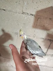  2 فراخ كوكتيل للزق اليدوي