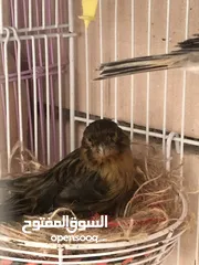  2 Breeding pair of canary in Alain