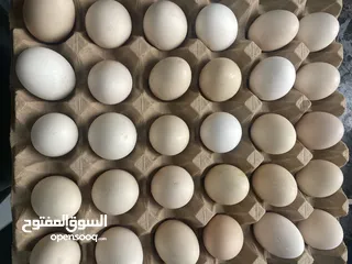  1 بيض دجاج عماني