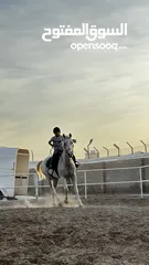  18 تدريب الفروسية وإيواء الخيول