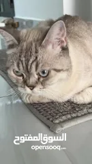  24 قطتان جميلتان تبحثان عن بيت دافئ  Two lovely cats looking for a loving home