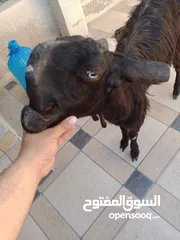  6 بسم الله ماشاء الله ثلاث عنزات شاميات