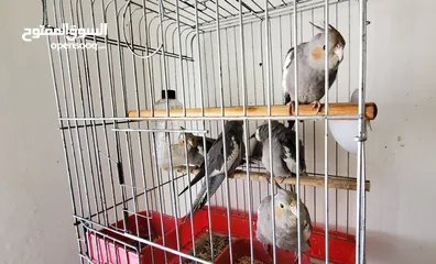  2 فراخ ببغاء الكروان (الكوكتيل)