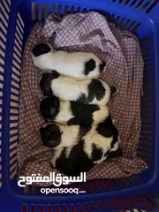  1 Puppies for sale