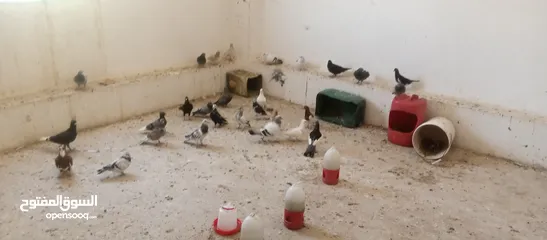  1 حمام العدد25