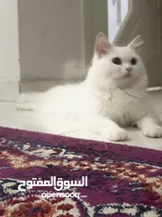  2 قطط شيرازي