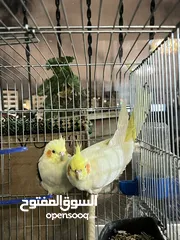 5 عصافير كوكتيل