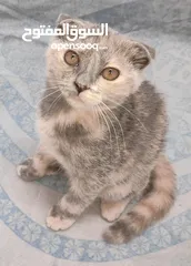  7 kittens Scottish fold and Scottish straight  قطط سكوتش فولد وسكوتش ستريت