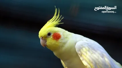 12 البينو كوكتيل أبيض جامبو أليف جدا