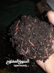  2 متوفر لدينا دود الكمبوست نوع ريد ويجلر سماد الفيرمي كمبوست متوفر لدينا سماد الفيرمي كمبوست
