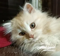  3 قطط ذكور عمر 3 اشهر واحد همالايا شوكليت بلو بوينت وواحد بريتش ريد عيون خضراء والاتنين شعر طويل ناعم