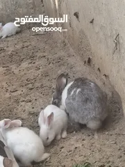  8 ارانب للبيع
