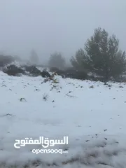  23 أرض ممتازة في جرش للسكن و للزراعة بقرب أحراش الدولة و سعر مغري  للمزيد من المعلومات اقرأ الوصف