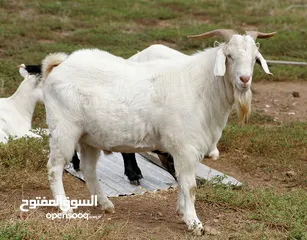  4 حليب طازج يوميا من مزارعنا طبيعي 100٪ وجرب وشوف