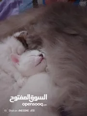  3 قصه سكره و لوزه أنقذت امهم (ببلي) من شارع لما أهلها ىموها وهيا حامل ولدت عندي وكبرو ولادها عندي