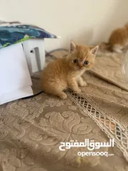  4 قط شيرازي  عمر شهرين السعر :300 الواحد