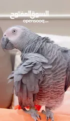  1 مطلوب كاسكو للشراء بسعر مناسب