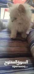  1 قط هملايا للبيع