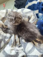  10 قطط للبيع بأسعار مغرية