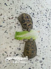  1 جوز سلاحف يوناني للبيع إقراء الوصف