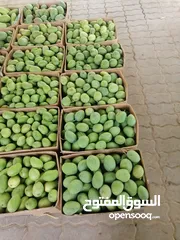  1 امبا  حدال عماني حامض