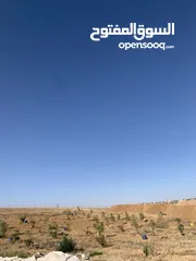  1 ارض للبيع  في الجميل أم رصاص    دنوم 8بسعر مغري