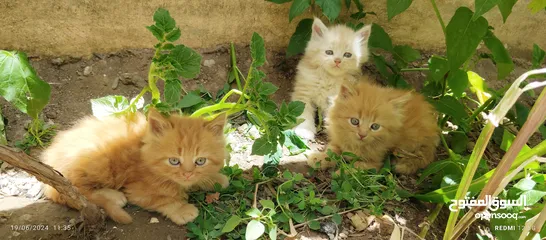  18 قطط شيرازي من المعدوم (3 قطط )عمر شهرين