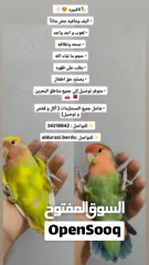  3 لافبيرد اليف