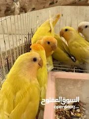  2 فروخ رمز عمر شهرين