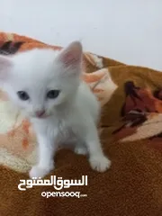  5 قطط صغيره شيرازية