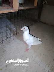  11 بسم الله والصلاه على رسول الله فحول طيور حمام وجواز للبيع