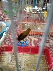  3 كنارات وكوكتيل