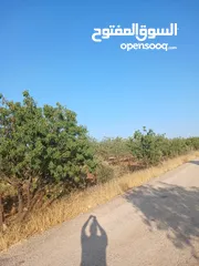  13 مزرعه أربعه دونم مشيكه بالكامل ارض زراعيه وبيت ريفي غرفتين وحمام ومطبخ صغير وباربكيو وساحه واسعه