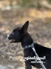  3 هاسكي انثى للبدل او البيع