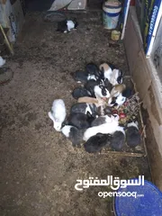  6 ارانب بلدي للبيع المستعجل مشكل كبير وصغير ومعاشير ومواليد
