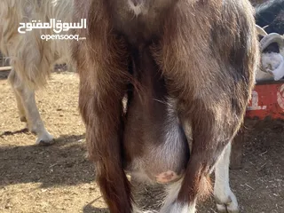  3 معز حليب كفاله شكل وقطعه ما شاءالله