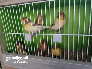  12 جلوستر مخاليف جلوستر..............