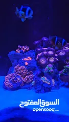  13 سمك ومرجان بحري مع حوض كامل صغير