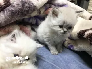  5 قطط هملايا للبيع
