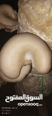  20 فطر محاري بلدي