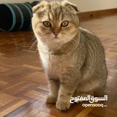  1 قطه سكتش فولد للبيع