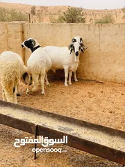  14 حواله هجين مطلع فحوله عز الكسب
